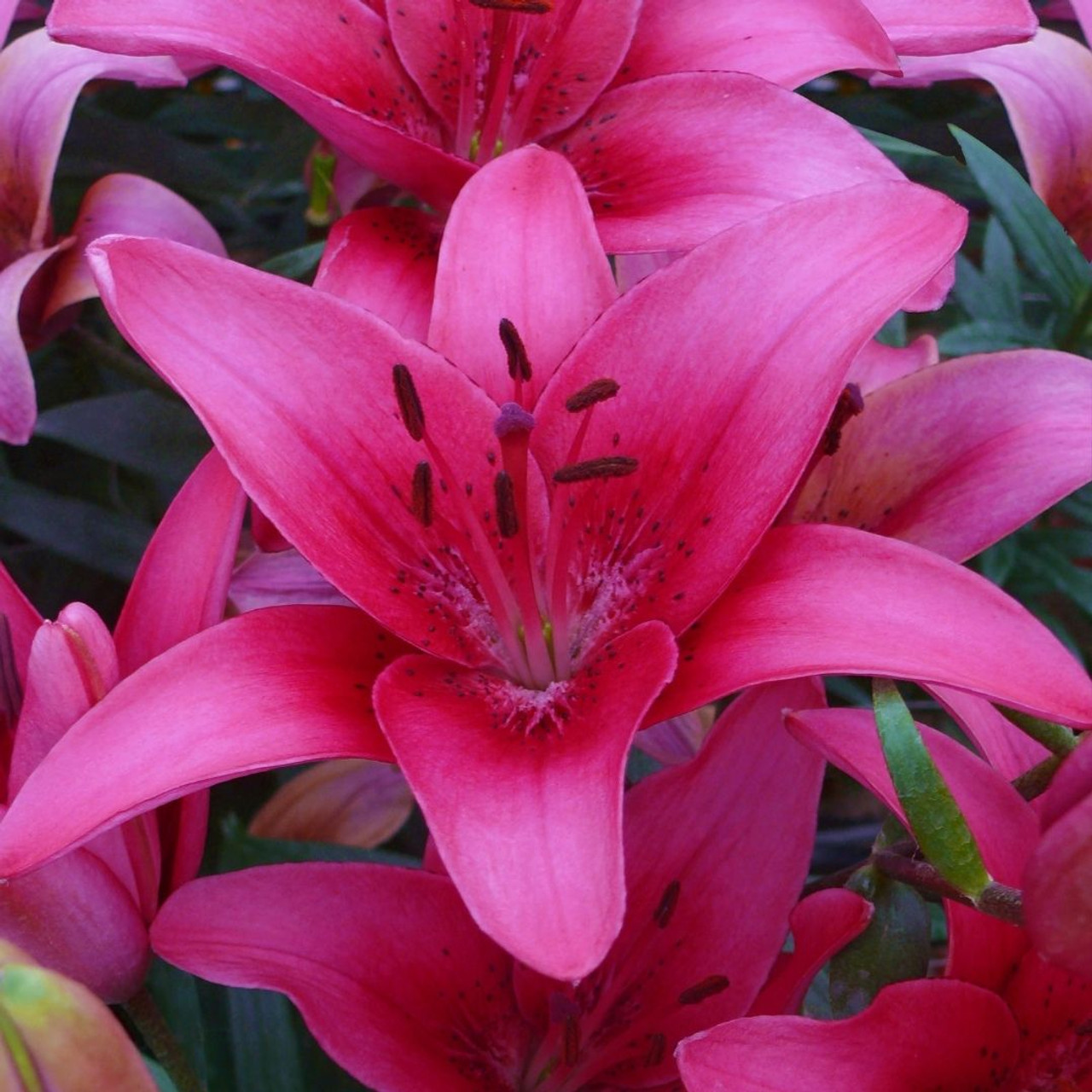 Lilium Asiatic 'Pink County'
